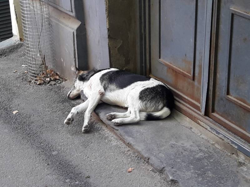Старый город Тбилиси Собака отдыхает