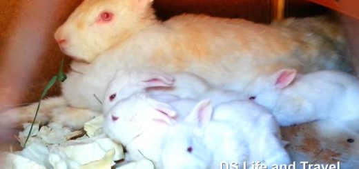 У белой кролихи появились крольчата