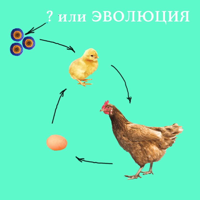 Кто первый - курица или яйцо